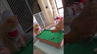 Cats confusing behavior 29 cat mountaincat catlover mountains funny mountainworld [upl. by Nahshu282]