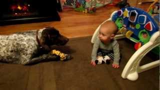 Baby boy laughs at dog barking [upl. by Lussier]