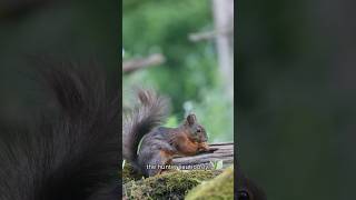 Saving a Squirrel A New Friendship Begins animals love shorts [upl. by Minny7]