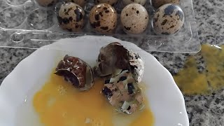 ASMR SMASHING AND CROCKING THE TINY EGGS [upl. by Livingston]