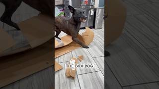 THE BOX DOG lolclips funnydogs [upl. by Whitford]