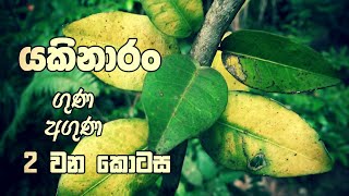 යකිනාරං  ගුණ අගුණ 2 වන කොටස යකිනාරං පැල කර ගැනීම  විශේෂිත ගුණ  යකිනාරං කැඳ සාදා ගැනීම [upl. by Corsiglia498]