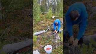 Berry picking season harvesting blueberry wildberries bilberry berryfarm lingonberry [upl. by Relyt]