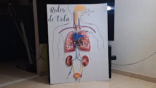 El Ciclo de la Sangre en el Cuerpo  Maqueta Biología IU XII°D Cs [upl. by Loreen]