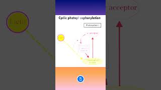 Photosynthesis Cyclic Photophosphorylation [upl. by Judson]