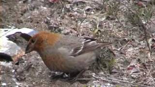 TALLBIT Pine Grosbeak Pinicola enucleator Klipp  193 [upl. by Barboza]