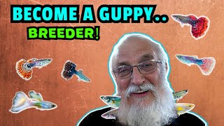 Become A Guppy Breeding Pro How To Breed Prizewinning Fish [upl. by Ofloda]