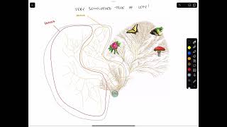 Phylogenetic Trees [upl. by Jackie]