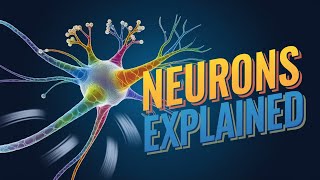 Neurons Explained Animation Types Functions Parts and Structure of Neurons [upl. by Gun8]