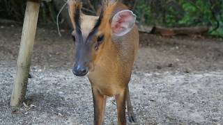 Aprende más sobre el muntjac con Faunia [upl. by Redford]