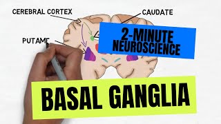 2Minute Neuroscience Basal Ganglia [upl. by Guinevere540]