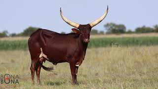 Young Ankole cow [upl. by Rego]