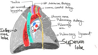 Left lung  How to draw left lung Mediastinal surface of left lung [upl. by Shane]