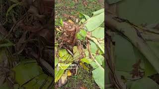 Banana plant damage [upl. by Adnilrev426]