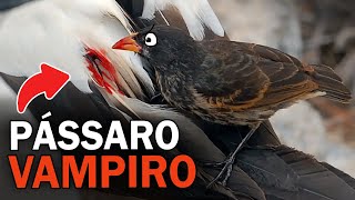 PÁSSARO VAMPIRO e outros COMPORTAMENTOS impressionantes [upl. by Aerdnahs]