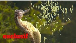 Vidéo très rare dun hippocampe qui accouche [upl. by Lossa]