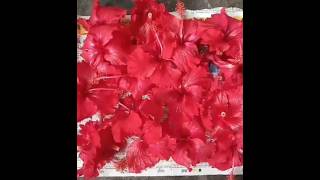 Best hair growth homemade Oil  hibiscus hair oil  haircare  ytshorts [upl. by Uamak]