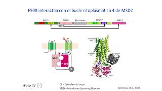 Fibrosis quística 3  Base molecular y celular de la genética de la fibrosis quística [upl. by Elleivad]