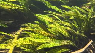 Cryptocoryne aponogetifolia DIscoveryPlanet [upl. by Bird]