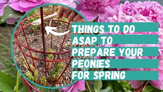 How to Prepare Peonies for Spring  Peony Flower  Fertilize Peonies  Peony Flower Tutorial [upl. by Chute]