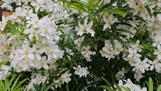 Choisya mexican Orange Bloosom plant care in the UK  silgys Rose Garden Malayalam Garden Uk [upl. by Lleumas784]