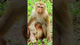 A Monkeys Tale Love Laughter and Learning50 short macaque cute monkeybehaviours [upl. by Kirsti]