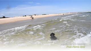 Portugiesischer Wasserhund Welpe 145 Wochen rennt ins Wassern [upl. by Akeem]