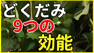 【健康系 田舎暮らし】知らなきゃ損！こんなにスゴイ「どくだみ」 Houttuynia cordata＜里山生活＞ [upl. by Goodill]