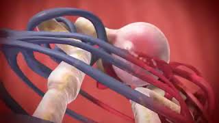 Glomerular Filtration animation [upl. by Yhtir]