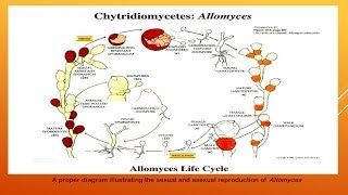 Chytridiomycetes [upl. by Schoenberg]