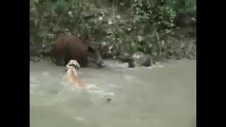 wild boar hunting with dogs Dogo Argentino [upl. by Fiel]