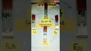 How to make life cycle of callosobrucus maculatus pest zoology practical bsc msc mscpractical [upl. by Radcliffe]