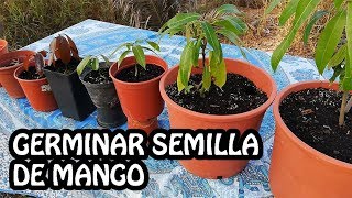 Germinar semilla de Mango de principio a fin [upl. by Etterrag931]