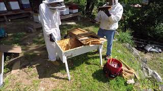 Beekeeping  Transferring a Top Bar Hive to a Langstroth Hive [upl. by Korry105]