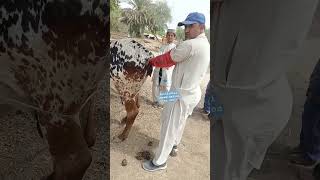 Artificial insemination to cow [upl. by Lezah]