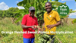 Orange Fleshed Sweet Potato Multiplication  Ripple Africa [upl. by Agueda]