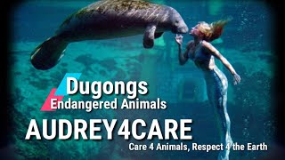 Dugongs  Endangered Animals  Best Environmental Science [upl. by Nyrehtak138]