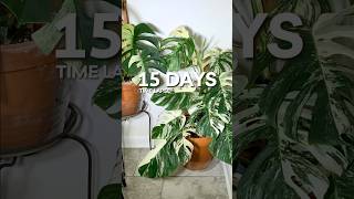 Monstera Albo timelapse 🪴 [upl. by Diaz]