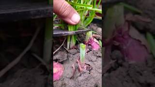 Daily 💯harvesting scenes from my💚 third floor terrace garden🌱 organicgardeningviral shorts [upl. by Epolenep]