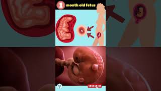 1 month baby fetus Baby development in early stage of pregnancy shortsvideo pregnancy [upl. by Eidnar149]