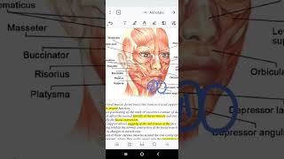 prosthodontics 4 Lec2 anatomy and physiology as related to the dental prosthesisدكتورةعفافحميد [upl. by Quartet]