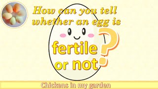 How to tell whether an egg is fertilised or not [upl. by Eruza466]