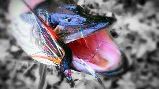 Hungry one  Flyfishin for pike [upl. by Rehm371]