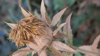 קורטם הצבעים יבש Carthamus tinctoriusin a dry condition [upl. by Cadel]