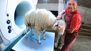 🐑✂️Satisfying Shearing of BIGGEST Matted Ram  Sheep Farm [upl. by Einyaj214]