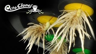 How To Clone Plants Easily And Quickly  The OctoCloner  Cloning 101 [upl. by Nnaecarg967]