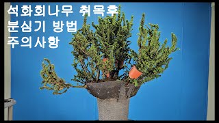 석화회나무 취목 후 분심기 주의사항 Chamaecyparis obtusa BONSAI [upl. by Franklin]