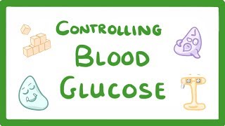 GCSE Biology  Control of Blood Glucose Concentration 56 [upl. by Lakim]