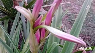 Crinum powellii Plant  Swamp Lily Plant [upl. by Klinger]