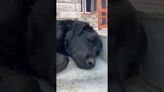 Sona ka mzaa🤣🐶😻dog labradoor pets trending ytshort viralshorts funnyanimal labraworld [upl. by Dace]